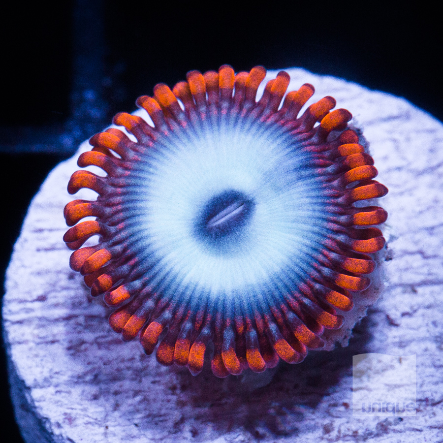 fire and ice zoa 18 5.jpg