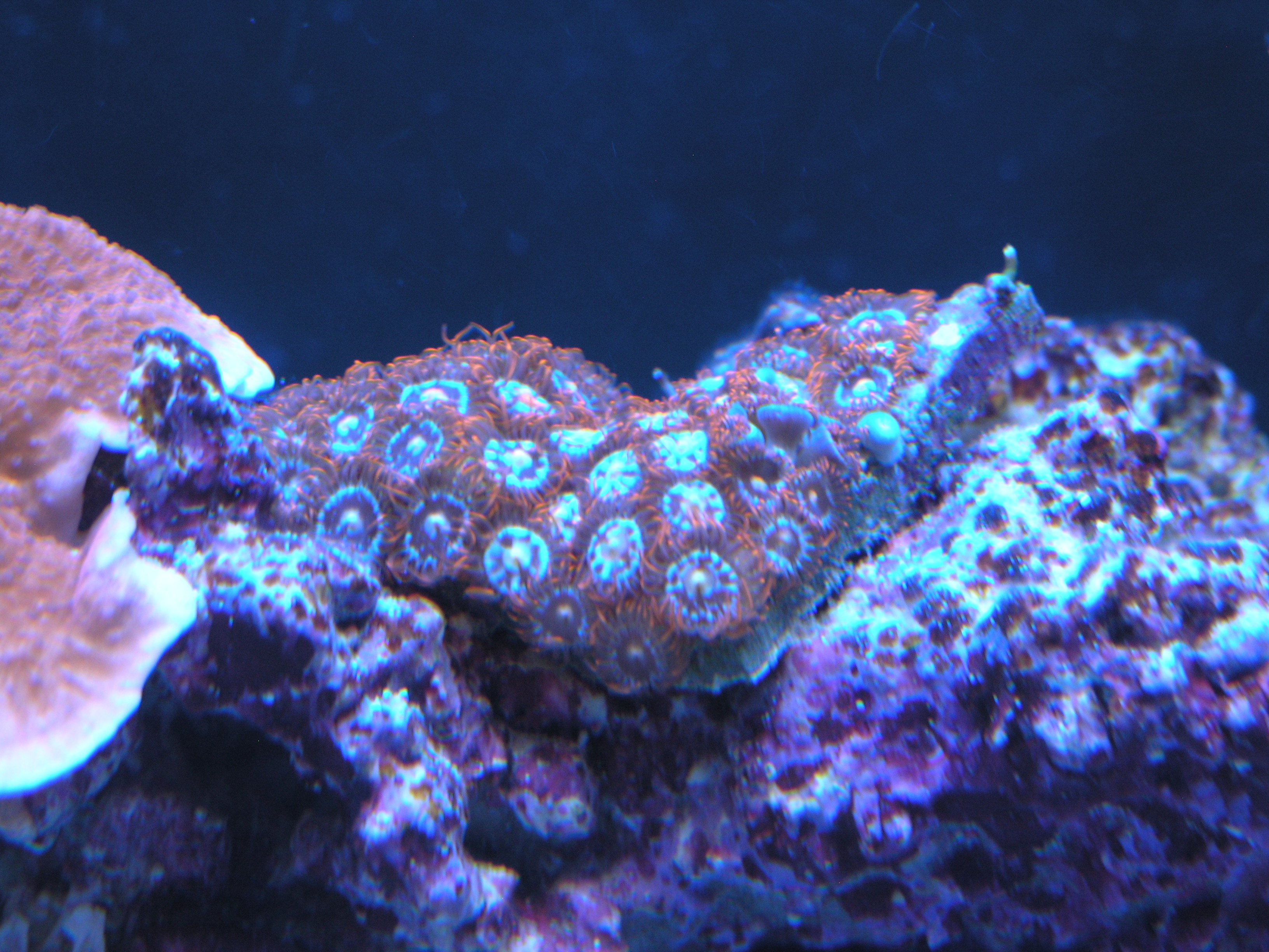 fire and ice zoa.JPG