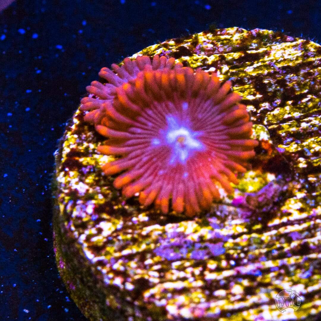 Fire and Ice Zoanthid.jpg
