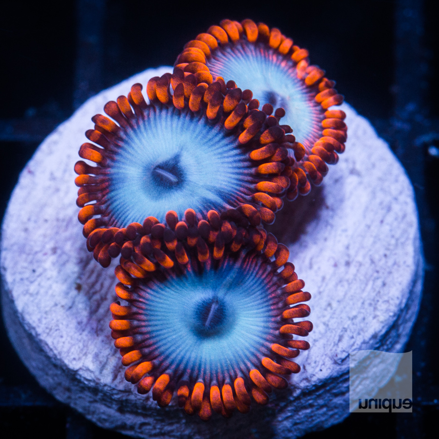 fire and ice zoas 54 34.jpg