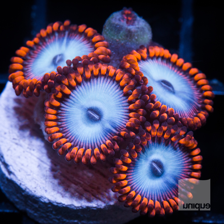fire and ice zoas 72 48.jpg