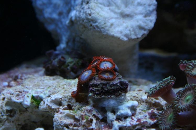 fire and ice zoas.jpg