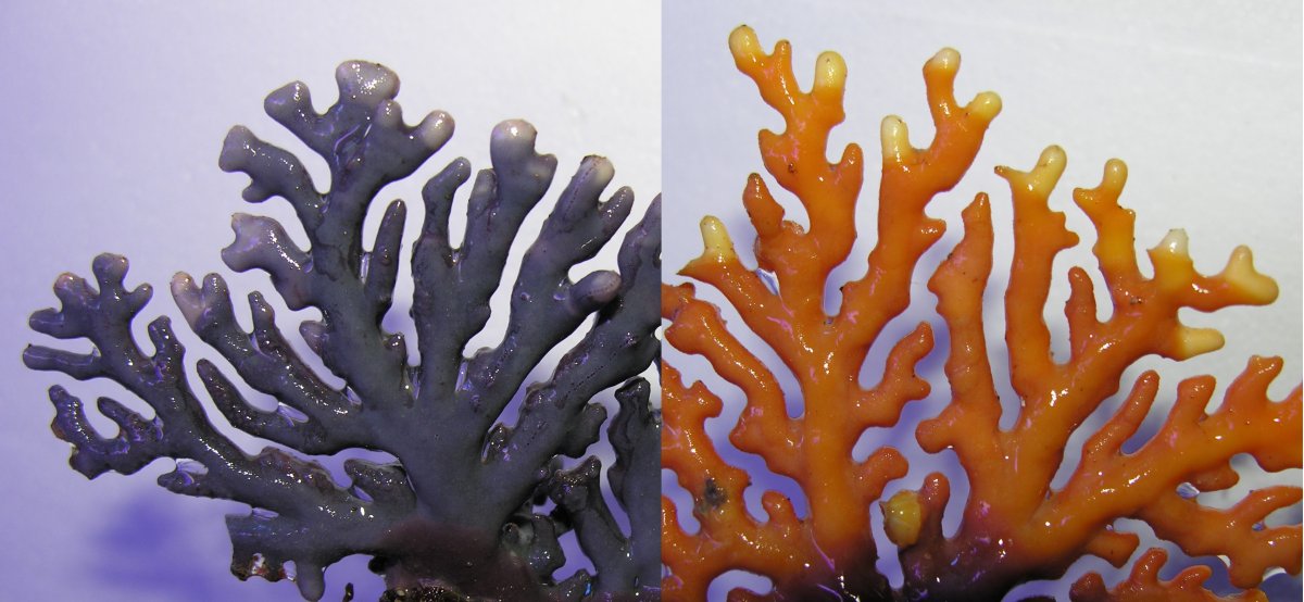 fire coral.jpg