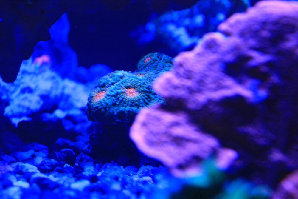 Fire In The Mist Chalice Coral Matt Geldof 120 gallon reef aquarium.jpg