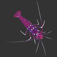 Fire Shrimp.png