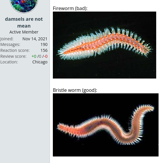 Fire Worm? | REEF2REEF Saltwater and Reef Aquarium Forum