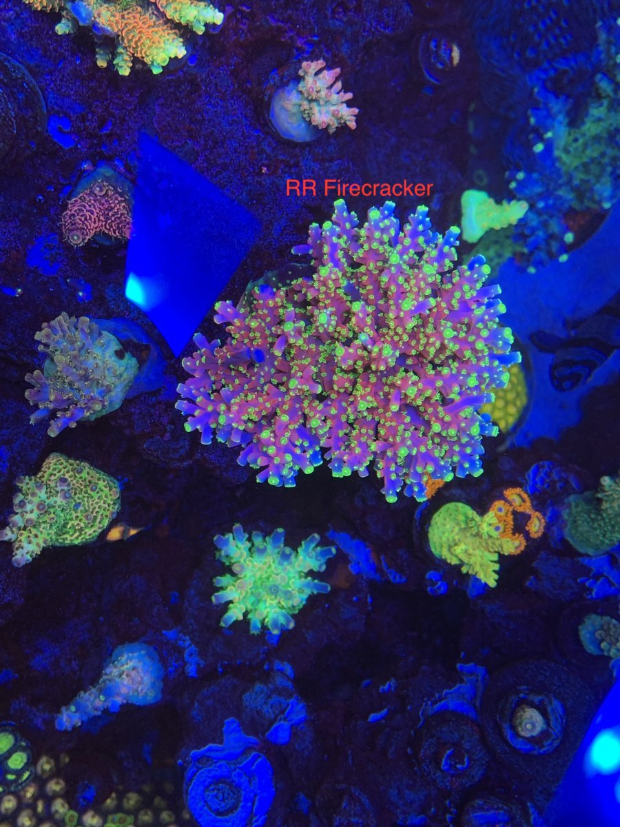 Virginia - Acro FS! | Reef2Reef