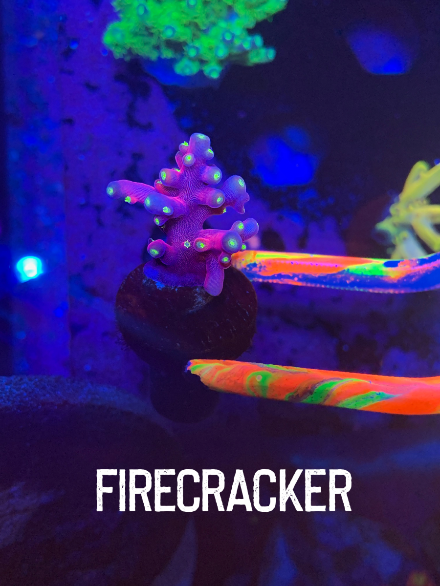 Virginia - 3 little acro pack for sale! | Reef2Reef