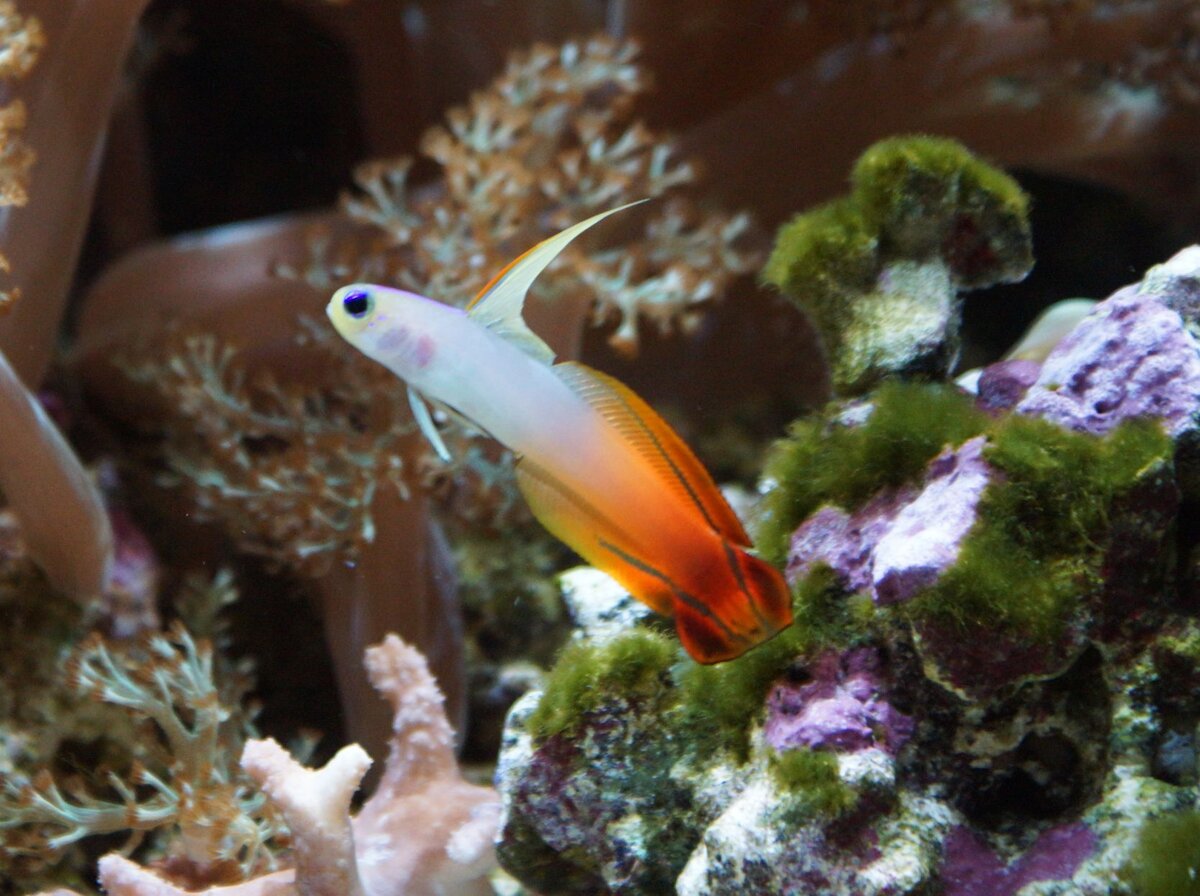 Firefish (2).JPG