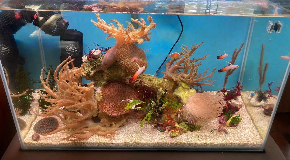 Firefish goby leather coral macro algae nano reef.jpg