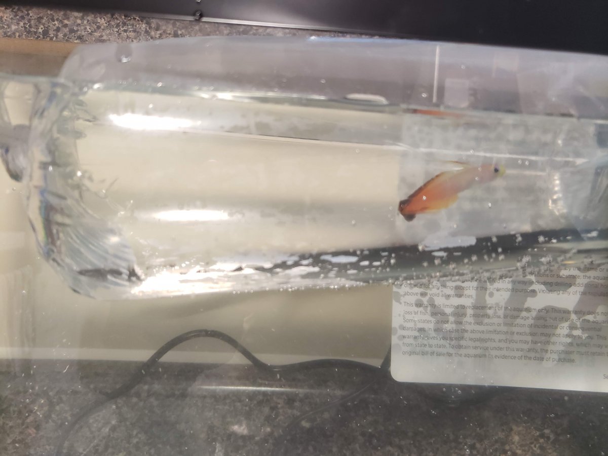 firefish.jpg