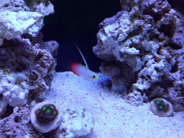 firefish.jpg