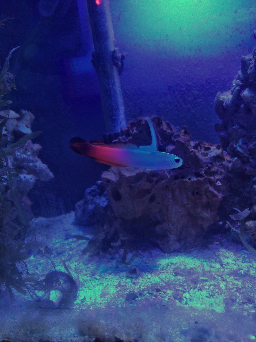 Firefish.jpg