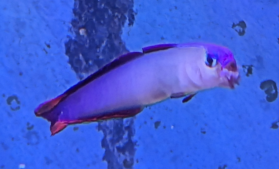 Firefish1.png
