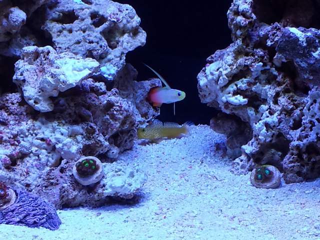 firefish2.jpg