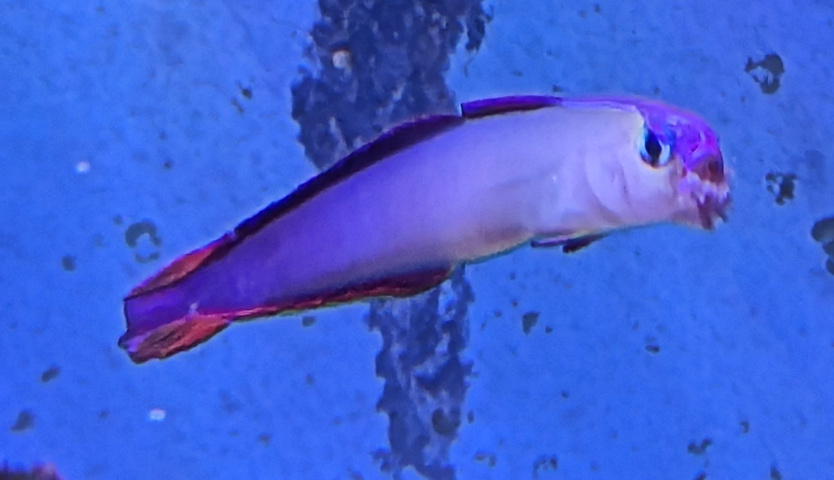 Firefish2.png
