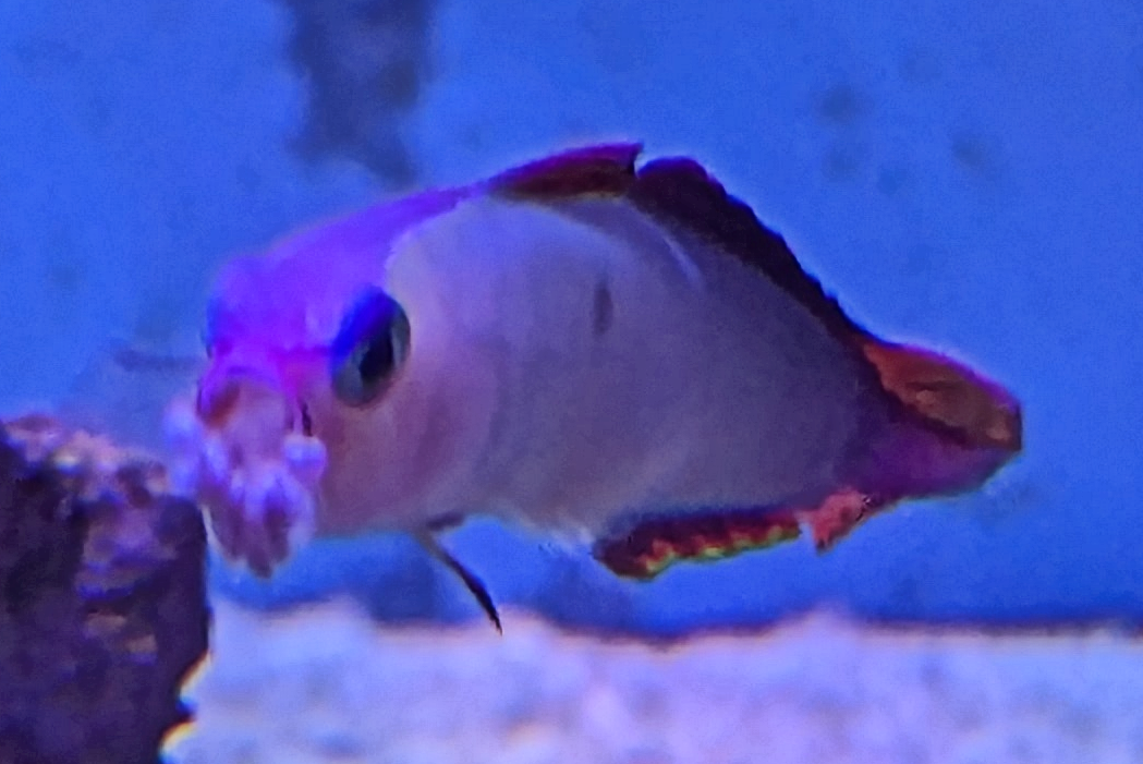 Firefish3.png