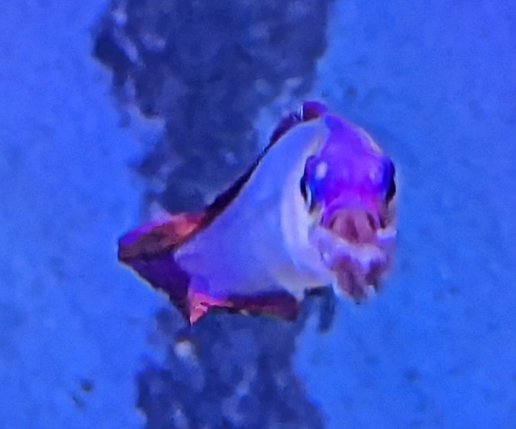 Firefish4.png