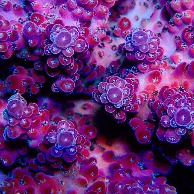 Firetruck coral.jpg