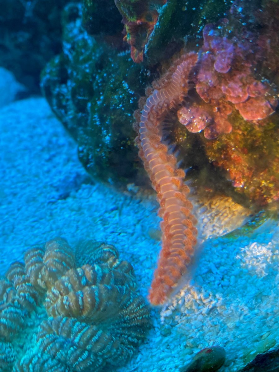 BEARDED FIREWORM | REEF2REEF Saltwater and Reef Aquarium Forum