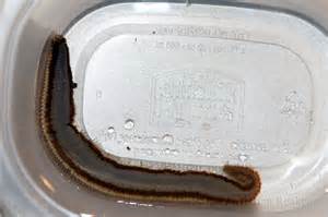 fireworm.jpg