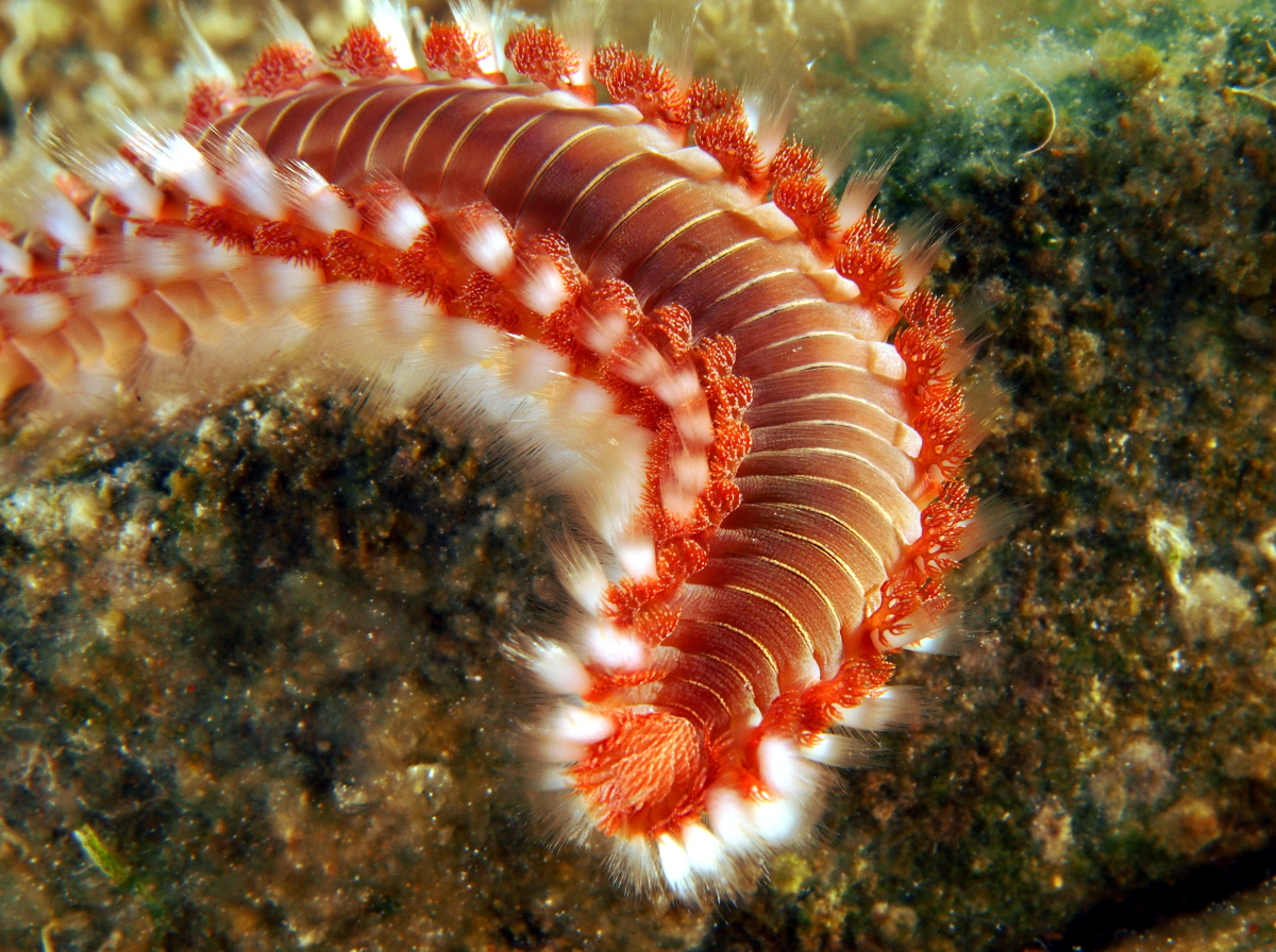 fireworm15.jpg