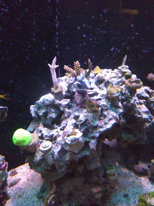 First Coral.jpg