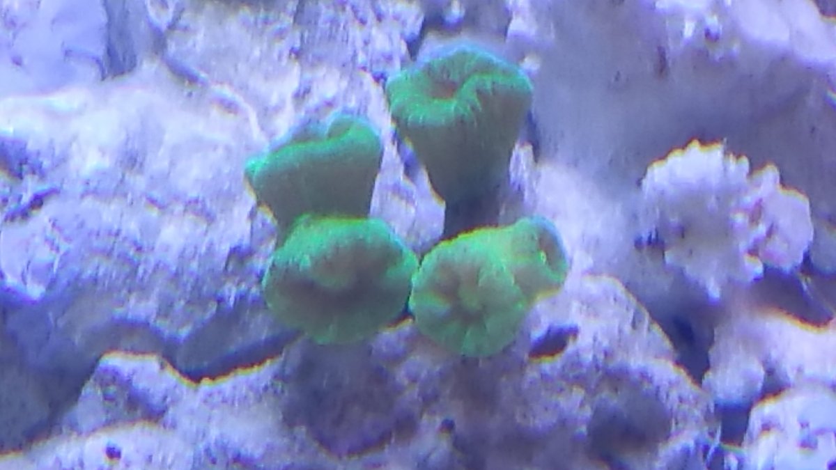 first coral.jpg