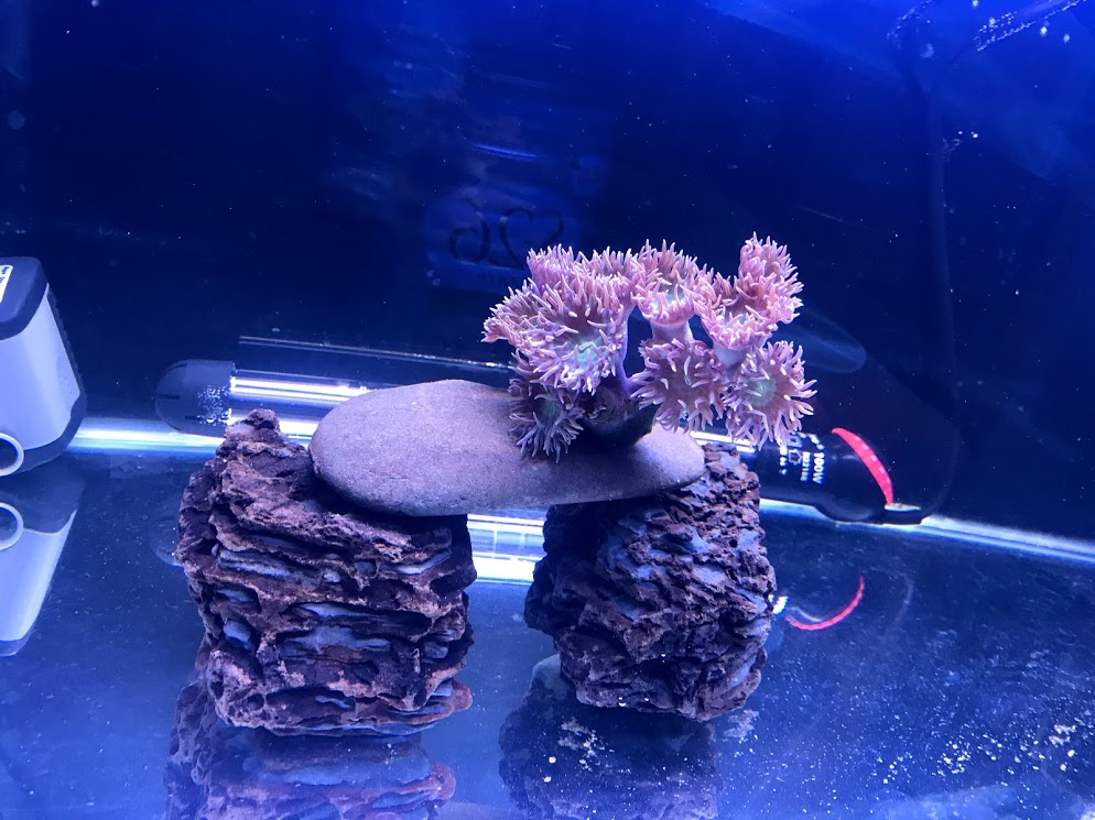 first coral.jpg