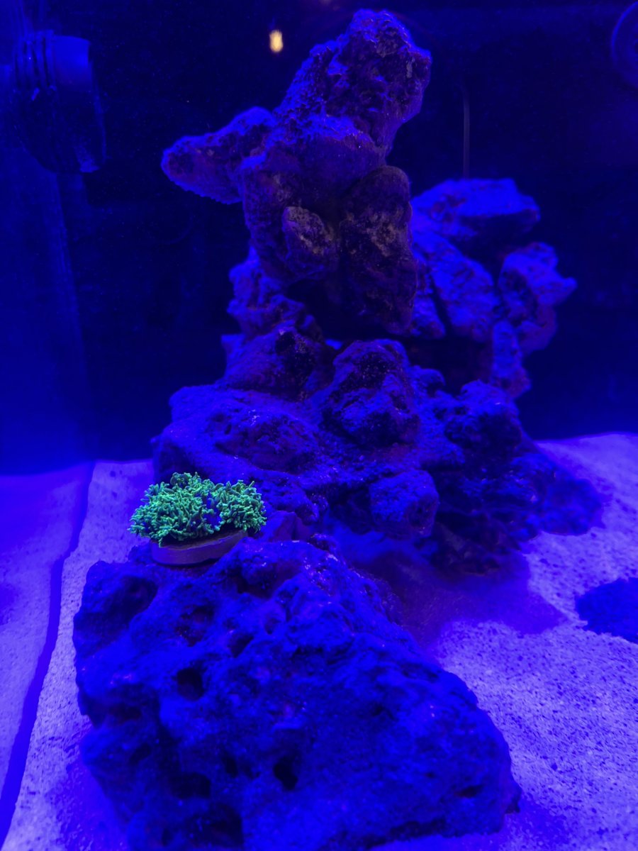 first coral mushroom 2.jpg