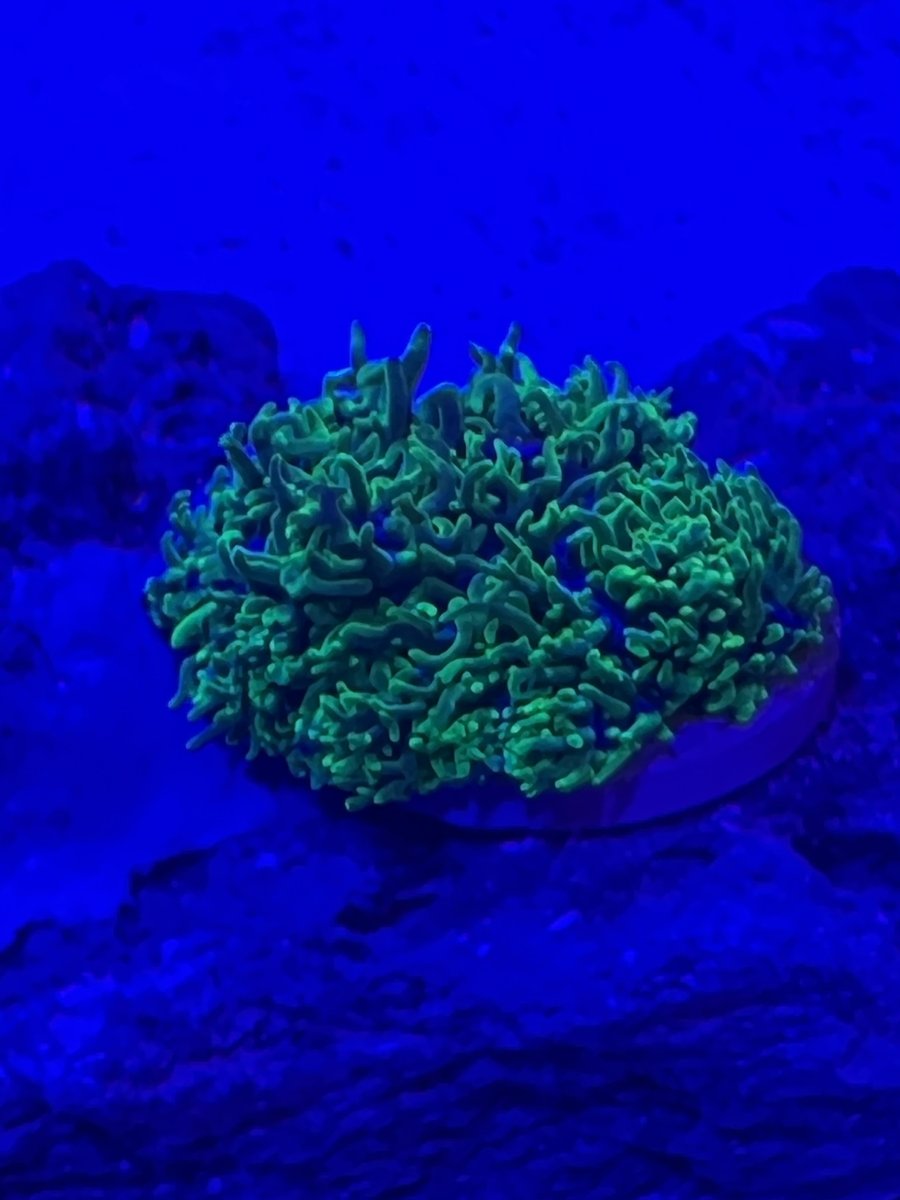 first coral mushroom 3.jpg