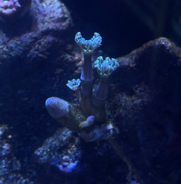 first coral.png