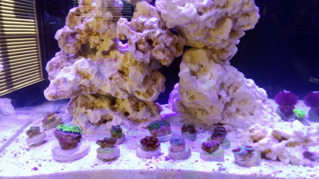 First Corals in Tank 1 09-07-2017.jpg
