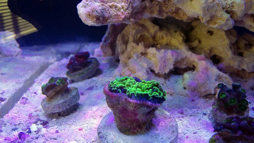 First Corals in Tank 2 09-07-2017.jpg