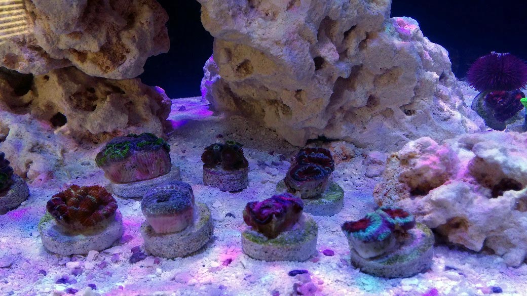 First Corals in Tank 3 09-07-2017.jpg