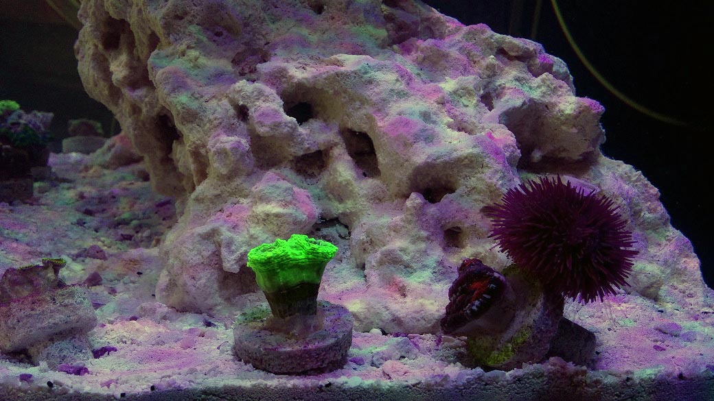First Corals in Tank 4 09-07-2017.jpg
