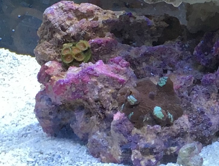 First corals.JPG