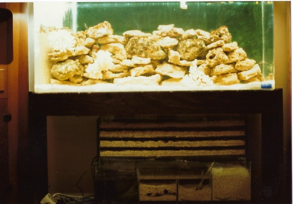 THROWBACK THURSDAY!! What was your first reef aquarium? | Page 2 ...