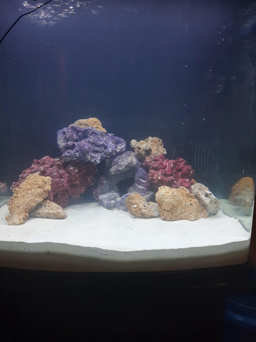 First Reef Tank.jpg