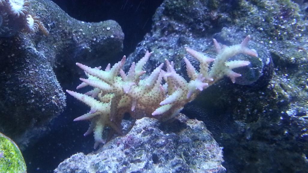 first sps 2.jpg