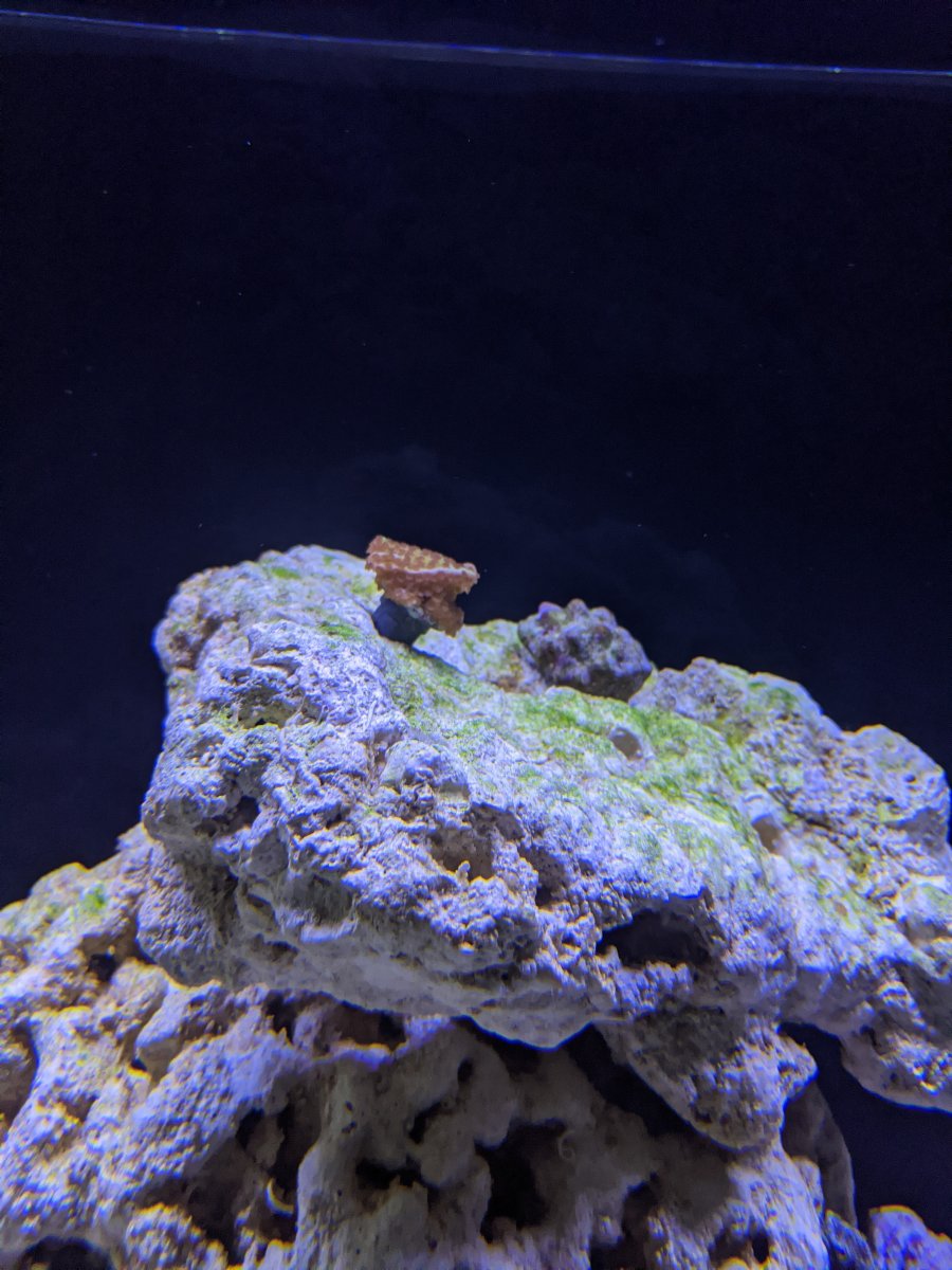 first_coral.jpg