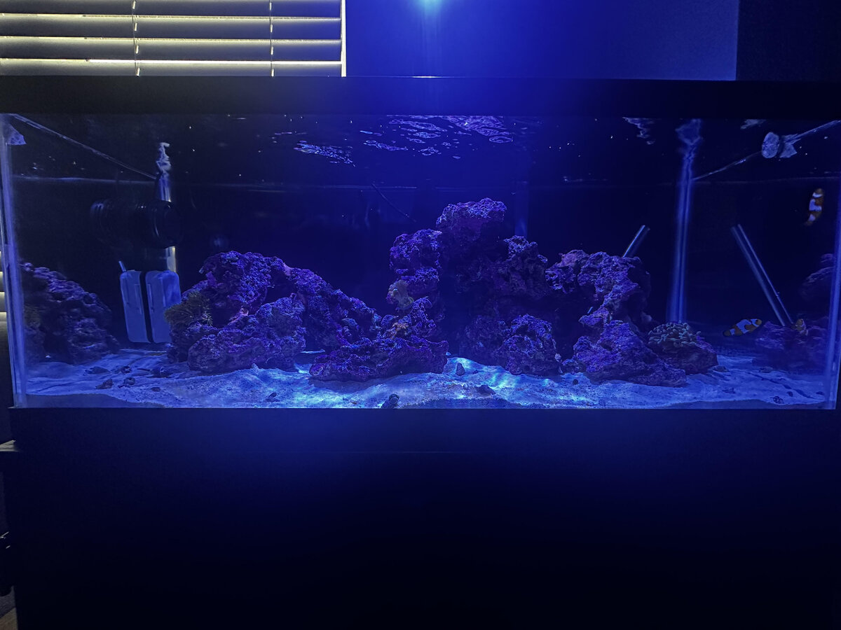 FirstCorals.jpg