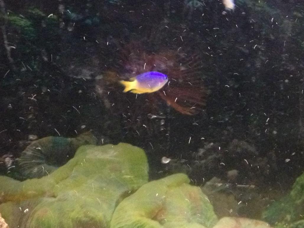 fish 003.jpg