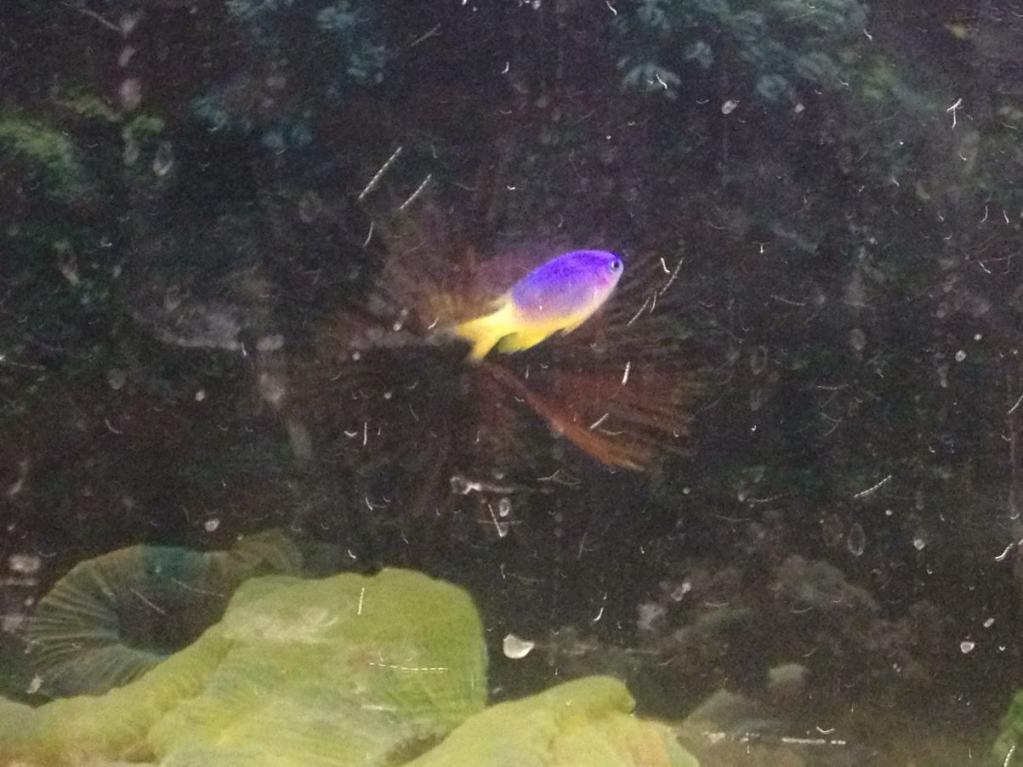 fish 005.jpg