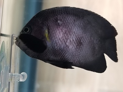 Fish 1.jpg