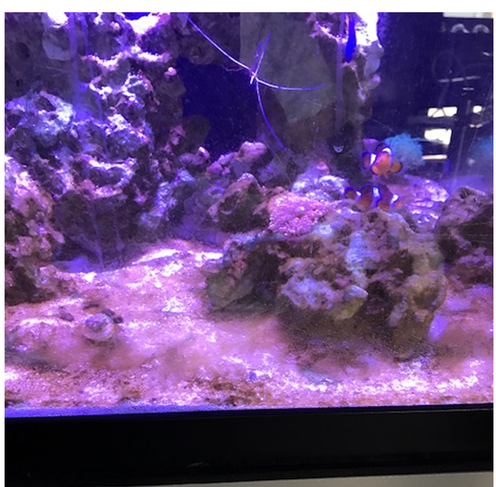 fish 1.png