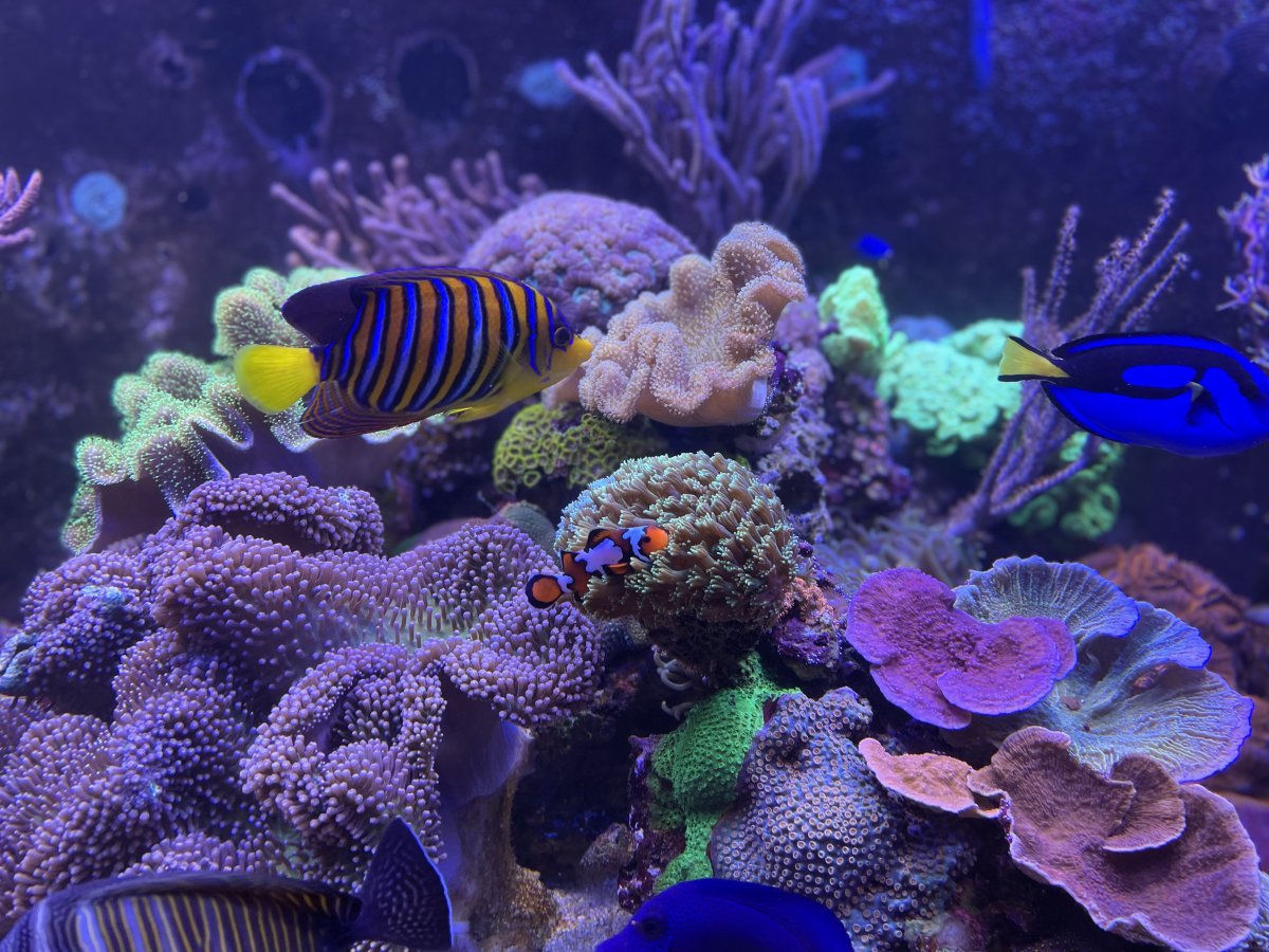 Fish 2.jpeg