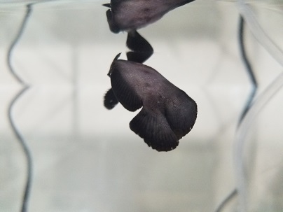 Fish 2.jpg