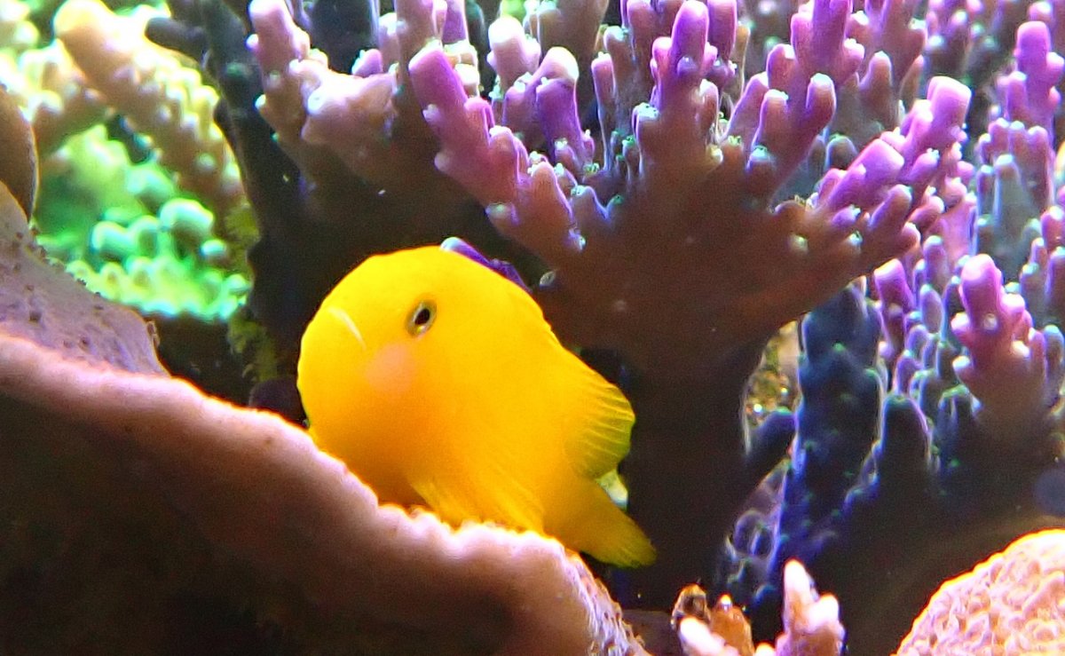 fish-2.jpg
