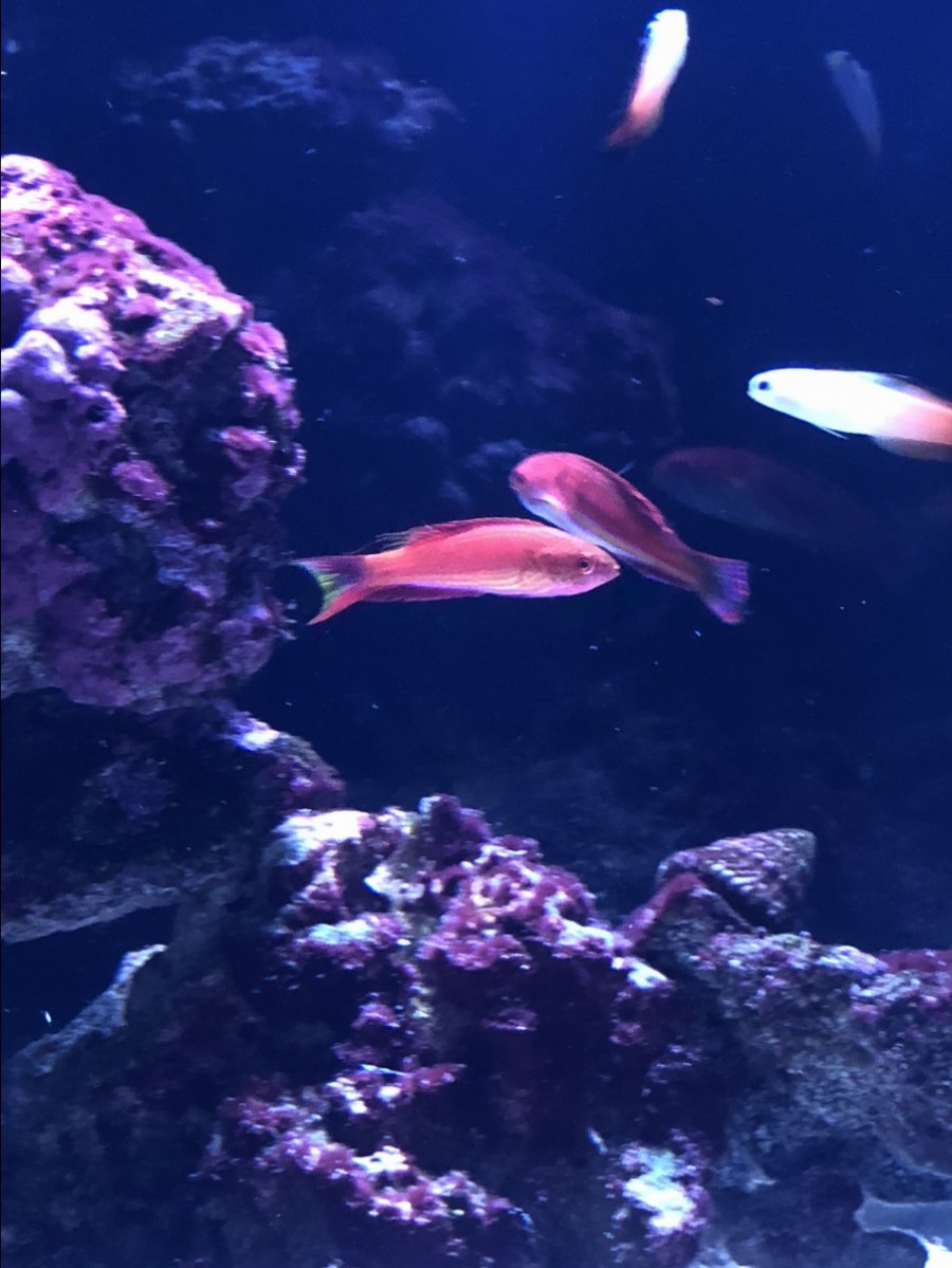 Fish 2.jpg